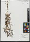 Foto von Salix alba L.